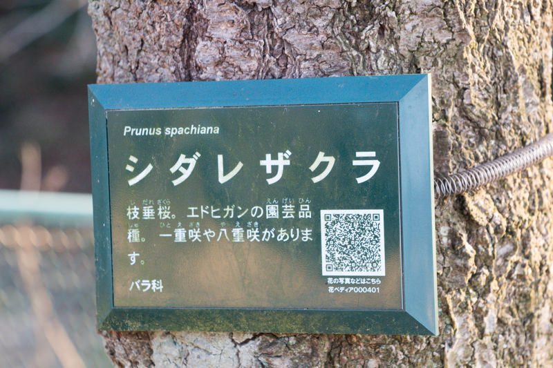 IMG_1139-taokaosakura-park-kawazuzakura