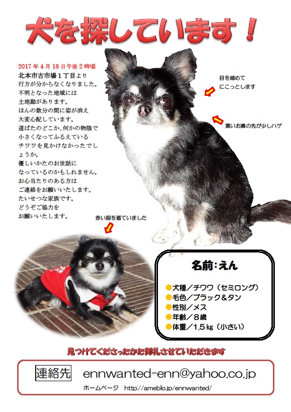 【迷い犬／情報募集】迷子のチワワを探しています！ 捜索 迷子犬 迷子 埼玉県 北本市 北本日記